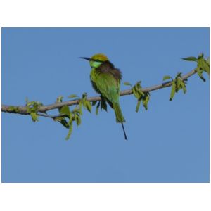 GREEN BEE-EATER